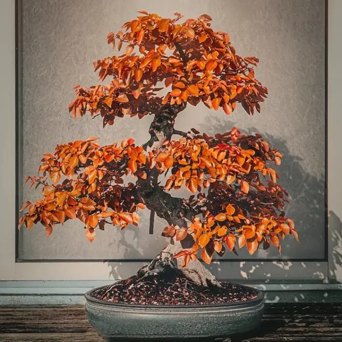 Bonsai