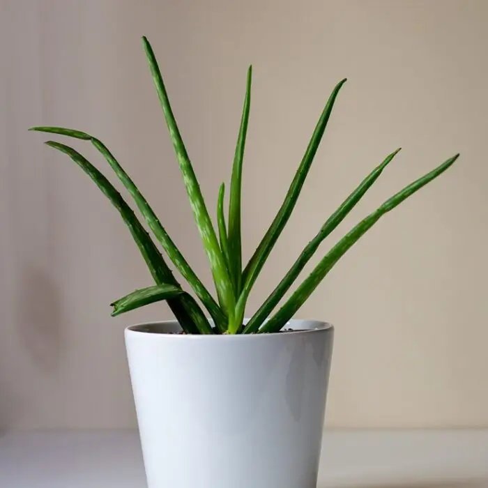 Pottery Vase